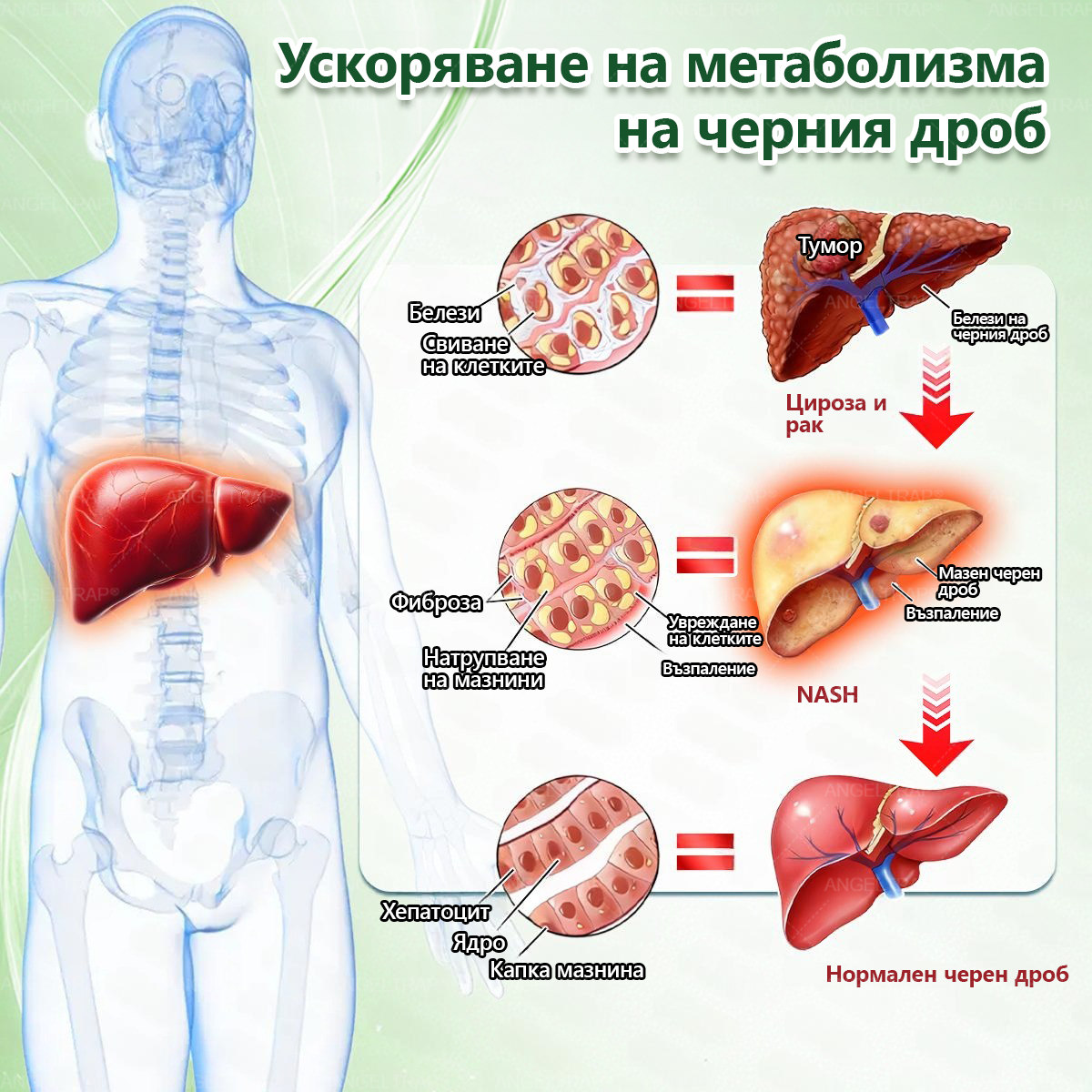 👩‍⚕️ 𝐴𝑁𝐺𝐸𝐿𝑇𝑅𝐴𝑃® 𝐌𝐨𝐫𝐢𝐧𝐠𝐚 × 𝐁𝐞𝐫𝐛𝐞𝐫𝐲𝐧𝐚 × 𝐀𝐌𝐏𝐊 𝟏𝟎 в 𝟏 – Нано микроиглен пластир за отслабване|Само 𝟏× дневно ✅ Видими промени за 𝟕 дни – при затлъстяване, сърдечно-съдово здраве, диабет и ставни проблеми